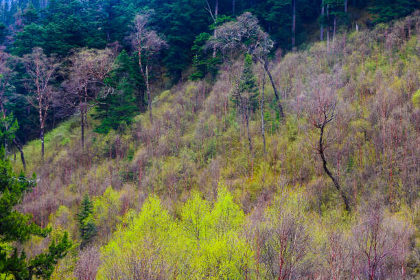 forest