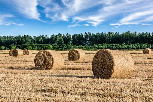 Farm wheat field nature landscape in summer