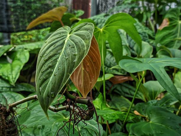 philodendron melanochrysum plant, a beautiful tropical plant - cheese plant philodendron rainforest leaf vein - fotografias e filmes do acervo