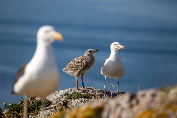 istock Dublin's Coastal Guardian - Great Black-Backed Gull (Larus marinus) off Howth's Coast 1937381843