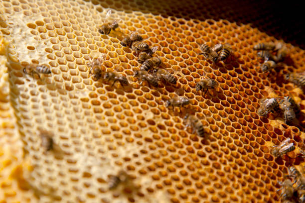 Frames of a beehive just taken from beehive with sweet honey. Busy bees on the yellow honeycomb with open and sealed cells for sweet honey. Bee honey collected in the beautiful brown honeycomb.
