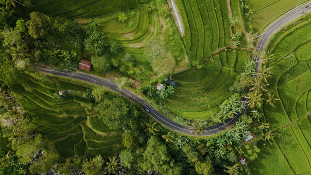 Aerial view of road through rice plantations