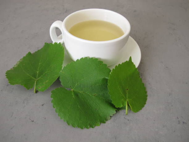 A cup of tea from white mulberry leaves, mulberry leaf tea