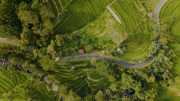 Aerial view of road through rice plantations