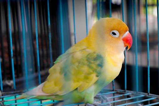 yellow parrot sits in a cage next to a toy parrot