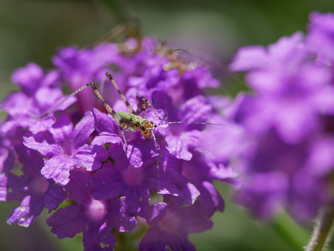 Cute small grasshopper seats on a beautiful purple flowers at the blur background of green plants.