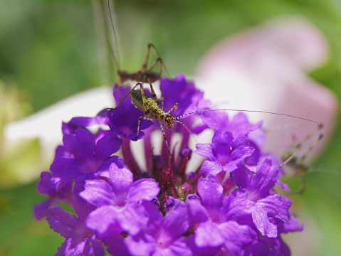 Red-legged grasshopper on a flower.