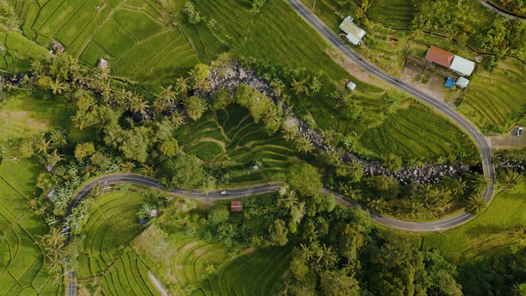 Aerial view of road through rice plantations