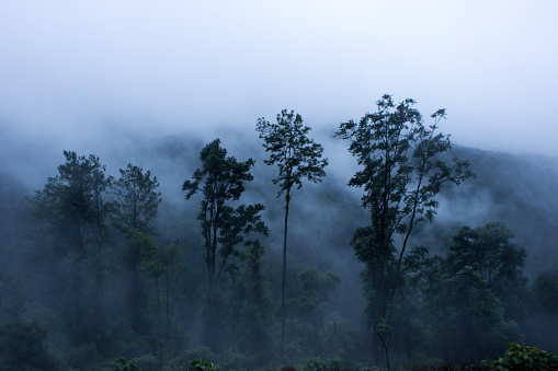 Eery silhouettes of trees, rising from the mist covering the mountains of Magoebaskloof in South Africa.