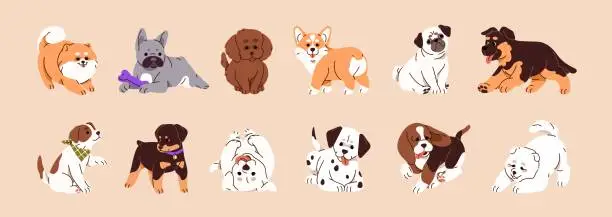 Vector illustration of Cute puppies of different breeds set. Various adorable purebred pups. Funny small dogs, happy animals. Corgi, french, bulldog, labrador, shepherd, pomeranian spitz. Flat isolated vector illustrations