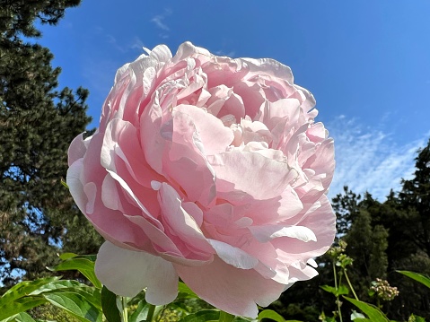 Beautiful peony flower delicate light pink petals.