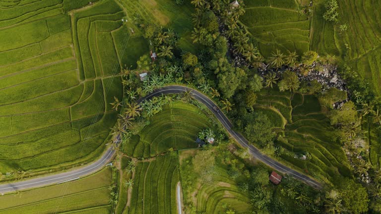 Aerial view of road through rice plantations