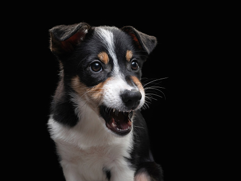 funny border collie puppy. The dog is grinning, playing
