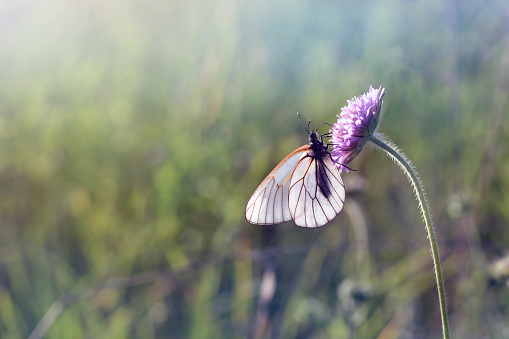 white butterfly on a summer morning flower in a meadow