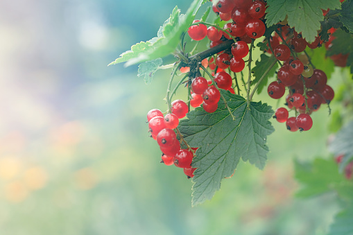 Branch with ripe red berries close up on a blurry green bokeh background