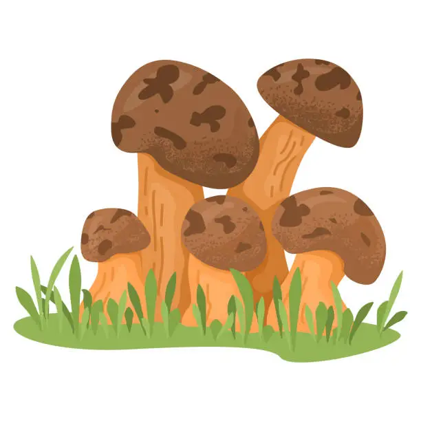 Vector illustration of Group of brown mushrooms growing in the grass, edible fungi, nature scene. Forest harvest, wild food, autumn concept vector illustration