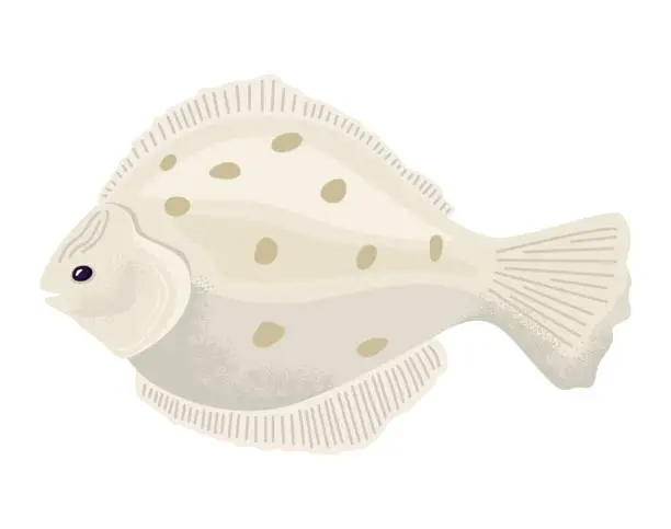 Vector illustration of Flatfish vector illustration with beige color and brown spots. Detailed marine life and undersea theme vector illustration