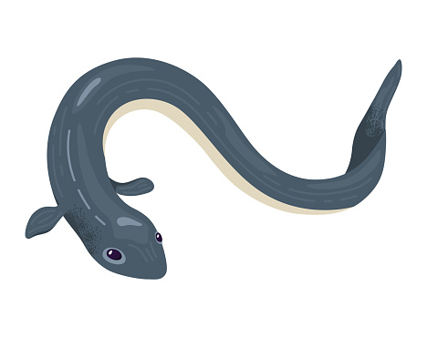 Cartoon eel, dark gray with white underbelly, friendly face. Marine life, cute aquatic animal vector illustration.