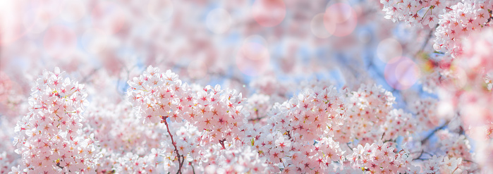 Suburban road in tunnel of cherry blossoms - Washington, DC