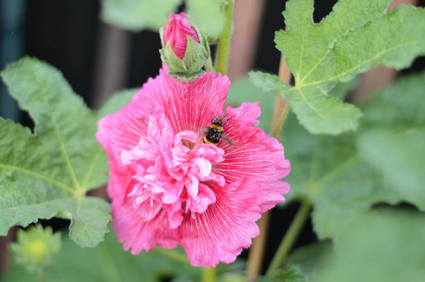 Bee and pink hollyhock flower