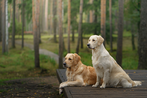 two dogs in the green forest. Cute pet couple. Golden Retriever in nature