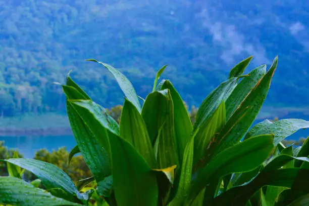 Close-Up View Of Fresh Green Leaves Of Dracaena Fragrans With Raindrops Against Mountain Lake Ambiance Background