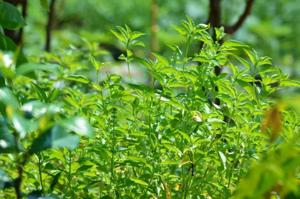 Close-Up View Of Fresh Green Leaves Of Ocimum Basilicum Plants Under The Scorching Sun In The Field