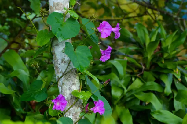 Wild Flowering Ipomoea Indica Plant With Purple Blooms, Grows Freely And Naturally Entwines Around The Tree Trunk After Being Showered By Rain