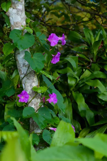 Portrait View Of Wild Purple-Flowered Ipomoea Indica Plant Growing Freely, Entwining Around The Tree Trunk After Being Showered By Rain