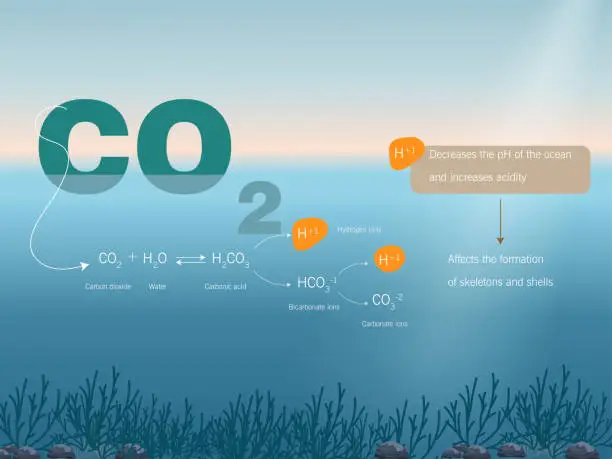 Vector illustration of Ocean acidification process.chemical equation and consequences