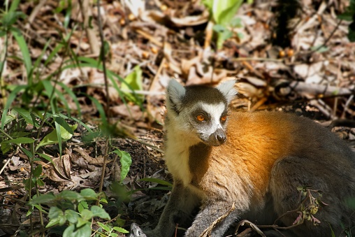 Ring-tailed lemur in sunlight