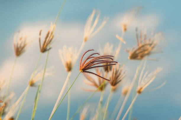 Grass flowers are blowing in the wind.