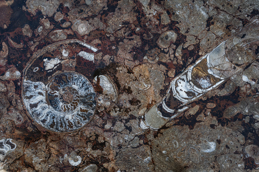 Ammonite and Orthoceras Fossil preserved in the rocks mined from the reserve found in the Middle Atlas Mountains of Morocco