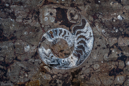 Ammonite Fossil preserved in the rocks mined from the reserve found in the Middle Atlas Mountains of Morocco