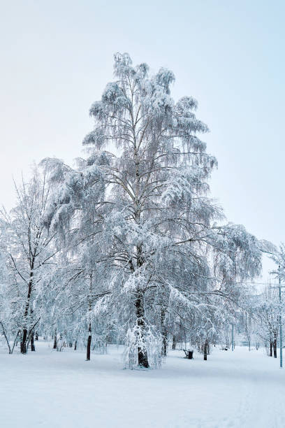 istock Birch tree covered with frost and snow in a winter park 1937465041