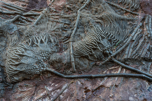 Close up of a multitude of fossil crinoids