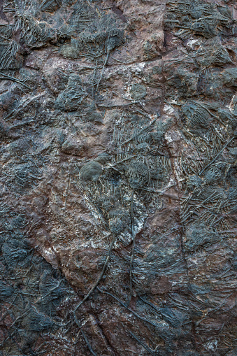 Close up of a multitude of fossil crinoids