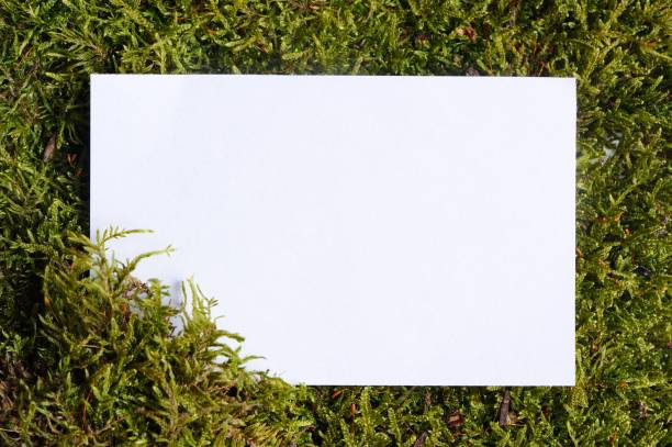 istock Green Moss Close-up with White Paper 1937473104