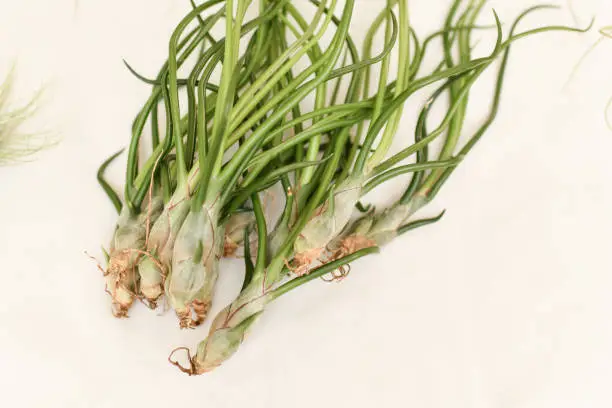 Photo of Green tillandsia air plants on a white background