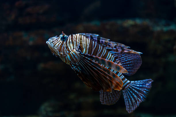 istock Devil firefish or lion fish swimming in aquarium. 1937477557