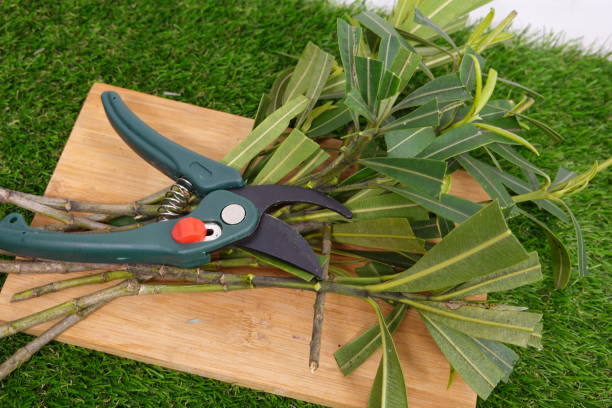 pruning shears on oleander branches for cutting. cutting roots of oleander. Preparing oleander for reproduction pruning shears on oleander branches for cutting. cutting roots of oleander. Preparing oleander for reproduction rooted cutting stock pictures, royalty-free photos & images