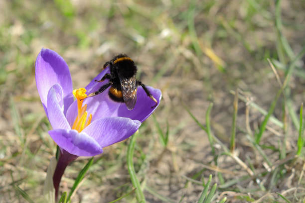 Violet Crocus in early spring. Crocus Iridaceae. Iris Family. Honey Bee sits on a Purple crocus field flower. Early Spring time background. Magic blooming spring flower. Honey Bee collecting pollen