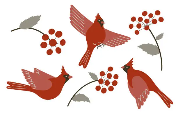 Vector illustration of Northern cardinal birds and red berries vector set. Cute flying Red cardinal songbirds and rowan tree branches