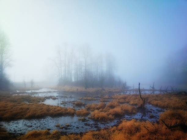 foggy morning in the Fraser Valley in British Columbia's farmland