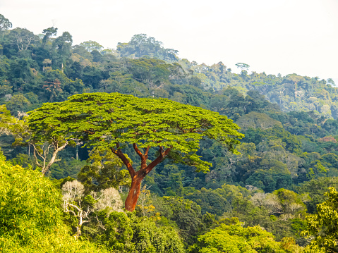 Mayombe forest (Floresta de Mayombe) in Democratic Republic of Congo.