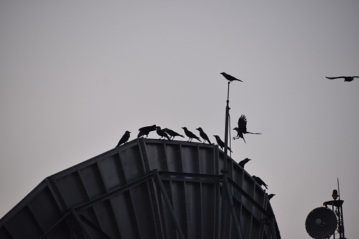 Some crows relaxing snd socializing after a long day.
