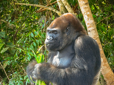 A cute gorilla eating at the Lésio-Louna Gorilla Reserve in the Republic of Congo.