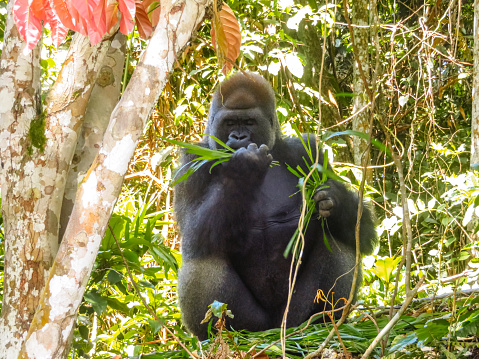A cute gorilla eating at the Lésio-Louna Gorilla Reserve in the Republic of Congo.
