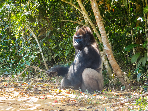 A cute gorilla at the Lésio-Louna Gorilla Reserve in the Republic of Congo.