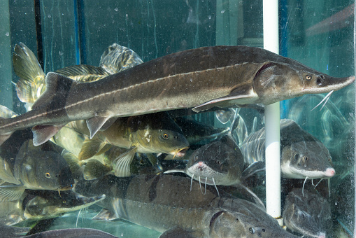 Carp and sturgeon in fish tank market swimming in water for sale
